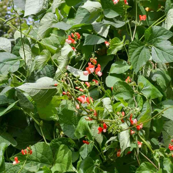 Fleurs - Haricot d'Espagne Varié - face recto